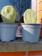 2 vijgcactussen voor 4 euro, Huis en Inrichting, Kamerplanten, Cactus, Ophalen