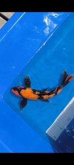 Koi te koop, Dieren en Toebehoren, Vissen | Vijvervissen, Karper of Koi