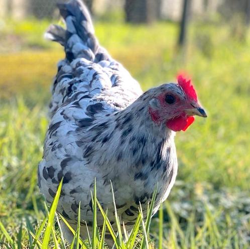 Broedeieren Silverudds blå, blauw groene eieren., Dieren en Toebehoren, Pluimvee