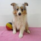 Sheltie - Belgische pups te koop, Dieren en Toebehoren, Honden | Herdershonden en Veedrijvers, België, CDV (hondenziekte), 8 tot 15 weken