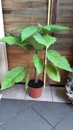 Engelenplant., Ophalen, Vaste plant, Overige soorten, Halfschaduw