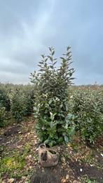 Elaeagnus ebbingei | Compacta olijfwilg haagplanten en bomen, Enlèvement ou Envoi, Haie