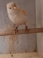 Kanarie man, Dieren en Toebehoren, Vogels | Kanaries
