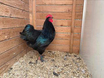 Zwarte australorp haan uit TT lijn beschikbaar voor biedingen
