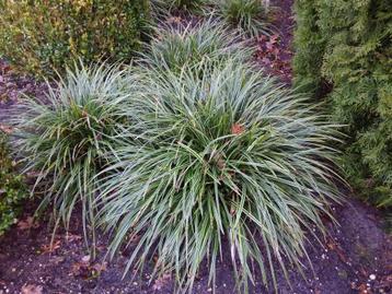 Carex morrowii, japanse zegge, siergras, bodembedekker beschikbaar voor biedingen
