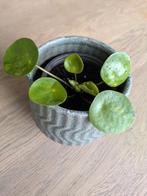 Potje met plantje, Ophalen of Verzenden