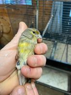 Kruisingen kneu x kanarie manen, Bagué