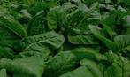 10 zaden eeuwigdurende spinazie (groene snijbiet), Tuin en Terras, Verzenden, Zaad