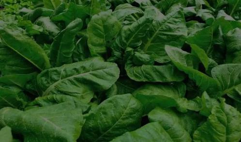 10 zaden eeuwigdurende spinazie (groene snijbiet), Tuin en Terras, Bloembollen en Zaden, Zaad, Verzenden