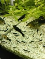 Black en gold molly's, Dieren en Toebehoren, Ophalen, Nieuw