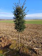 Taxus stam, Ophalen, Taxus