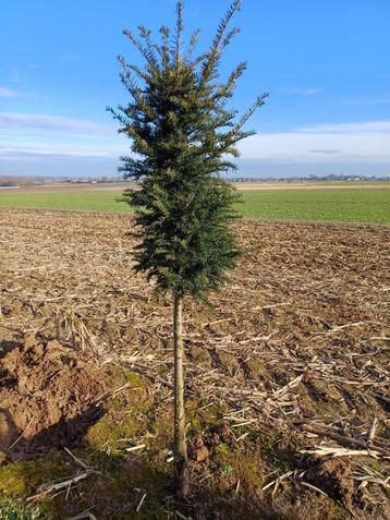 Taxus stam beschikbaar voor biedingen