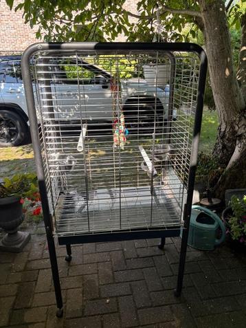 Kooi vogel beschikbaar voor biedingen