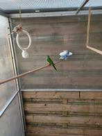 Splendid parkieten, Dieren en Toebehoren