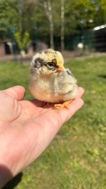 15 Barnevelder kuikens beschikbaar voor biedingen