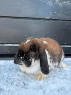 Enorm lieve Raszuivere NHD voedster te koop, Vrouwelijk, Klein, Hangoor, 0 tot 2 jaar