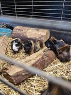 Super lieve borstel cavia's, Dieren en Toebehoren, Knaagdieren, September, Meerdere dieren