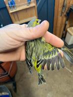 Kruisingen, Dieren en Toebehoren, Mannelijk, Wildzangvogel, Geringd