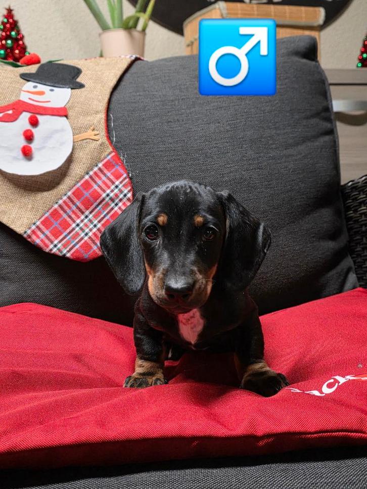 beaux chiots teckel à poil court, Animaux & Accessoires, Chiens | Teckels & Bassets, Plusieurs animaux, Poils courts, Nain, Éleveur | Professionnel