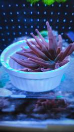 Rode tepelannemoon, Dieren en Toebehoren, Vissen | Aquariumvissen