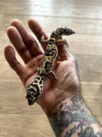 LEOPARD GEKKO femelle 2 ans