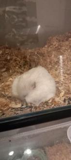 Dwerghamsters + kot, Dieren en Toebehoren, Juli, Mannelijk, Hamster