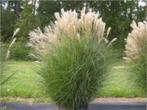 Miscanthus sinensis Gracillimus, Tuin en Terras, Ophalen, Vaste plant, Siergrassen