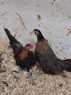 Haan met 3 hennen hollandse krielen, Dieren en Toebehoren, Vogels | Overige Vogels