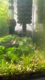 Neo cardina garnaaltjes, Dieren en Toebehoren, Vissen | Aquariumvissen, Kreeft, Krab of Garnaal, Zoetwatervis