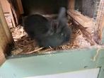 Dwergkonijnen, Dieren en Toebehoren, Konijnen, Mannelijk, Dwerg