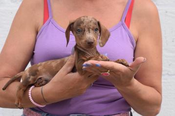 Teckel pups prachtige kleuren beschikbaar voor biedingen