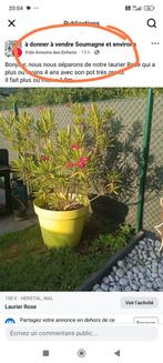 Laurier rose, Ophalen