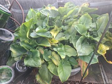 Zinken kuipen met Arendskelken planten! 1 malige aanbieding  beschikbaar voor biedingen