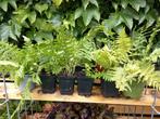 tuin varens, Ophalen, Varens, Halfschaduw