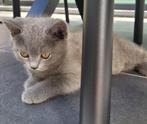 British, Dieren en Toebehoren, Katten en Kittens | Raskatten | Korthaar, Gechipt