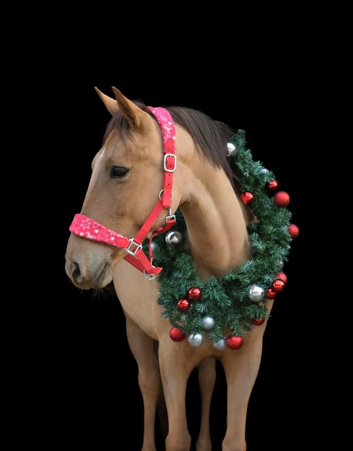 7 jarige D pony, Dieren en Toebehoren, Pony's