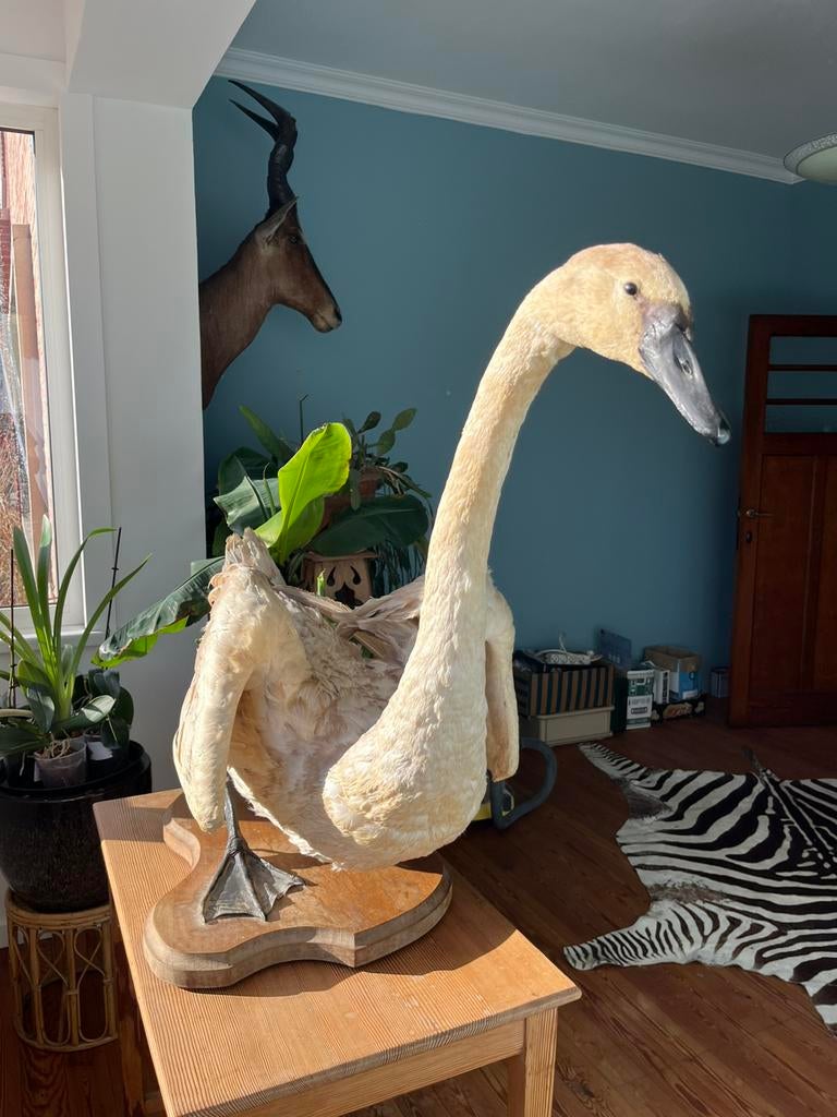 Taxidermie, opgezette, zwaan, vogel, Ophalen