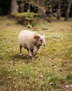 Ouessant ram, Dieren en Toebehoren, Schapen, Geiten en Varkens, Mannelijk, Schaap, 0 tot 2 jaar