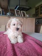 Maltipoo pups (maltezer x toypoedel), Dieren en Toebehoren, België, Maltezer, CDV (hondenziekte), 8 tot 15 weken