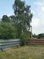 Bois de chauffage gratuit, arbre et haie épaisse, Jardin & Terrasse, Enlèvement