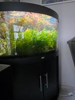 Aquarium juwel Trigon 190, Animaux & Accessoires, Enlèvement