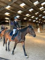 Springpaard/Merrie, Dieren en Toebehoren, Paarden, Merrie, Met stamboom, Springpaard, 11 jaar of ouder