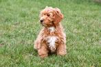 Cockapoo pups te koop, Dieren en Toebehoren, Honden | Niet-rashonden, 15 weken tot 1 jaar, Buitenland, CDV (hondenziekte), Meerdere