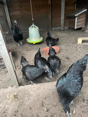 Broedeieren Ayam cemani, Dieren en Toebehoren, Meerdere dieren, Kip