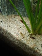 Wildkleur garnalen per 10stuks