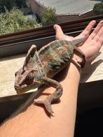 Cameleon mal calyptrotatus +~25cm, Dieren en Toebehoren, Reptielen en Amfibieën, Overige soorten, Met terrarium, 0 tot 2 jaar