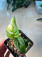 Monstera Adansonii Albo Variegata, Huis en Inrichting, Kamerplanten, Ophalen of Verzenden
