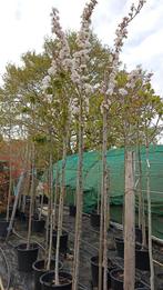 Prunus serrulata amonagawa hoogstam, Tuin en Terras, Planten | Bomen, In pot, Ophalen