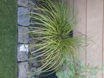 Japanse kalmoes grote pot., Ophalen