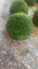 Taxus bol, Tuin en Terras, Ophalen, Taxus